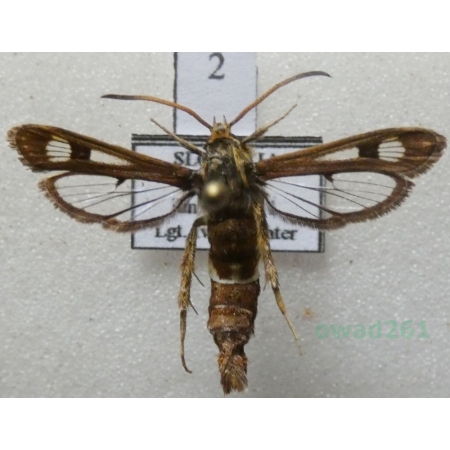 Chamaesphecia palustris Kautz, 1927 Przeziernik bagienny Slovakia2